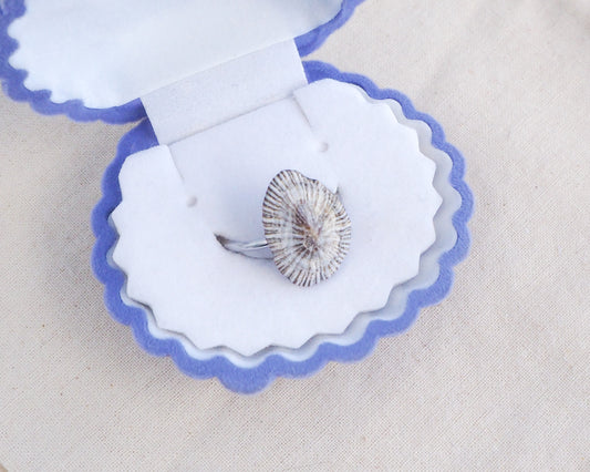 Striped Limpet Shell Silver Ring with Limpet Shell from Portugal on display