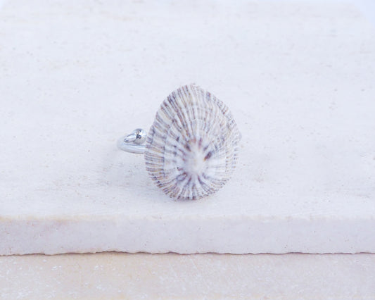 SEASHELL RING ~ Striped Limpet Shell Silver II