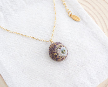 Gold Bordeaux Yellow Striped Top Shell on display