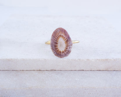SEASHELL RING ~ Dark Limpet Shell Gold