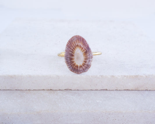 SEASHELL RING ~ Dark Limpet Shell Gold