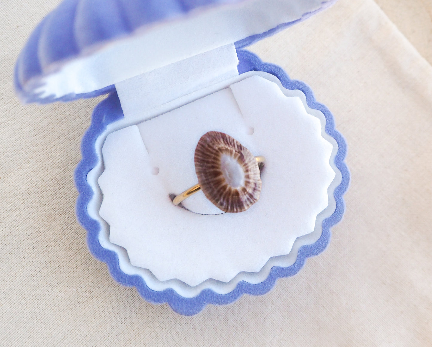 Ring with a dark limpet shell in blue white seashell box. Adjustable 18k gold stainless steel ring with handpicked limpet shell from Portugal