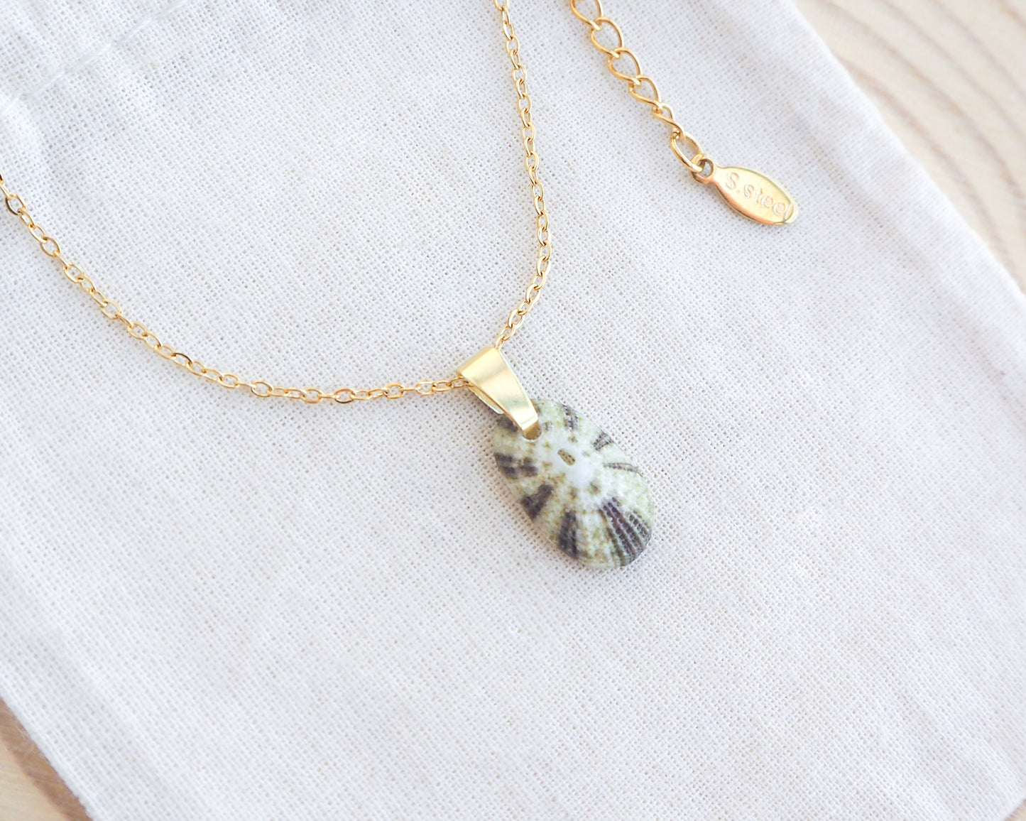 Gold necklace with a shell pendant on a white background. Tiny Green Common Keyhole Limpet Shell Gold Necklace on display, Green Limpet Shell from Portugal
