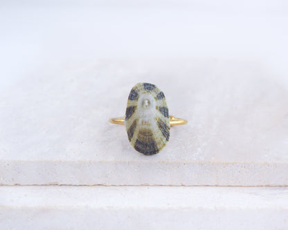 Green Limpet Shell Ring on display, Common Keyhole Limpet Shell Ring from Portugal. Ring with a shell-shaped stone on a white background
