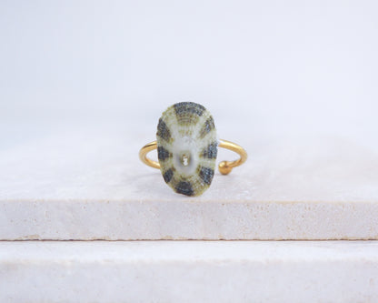 Gold ring with a stone on a white surface. Gold Common Keyhole Limpet Shell Ring on display, Green Limpet Shell from Portugal