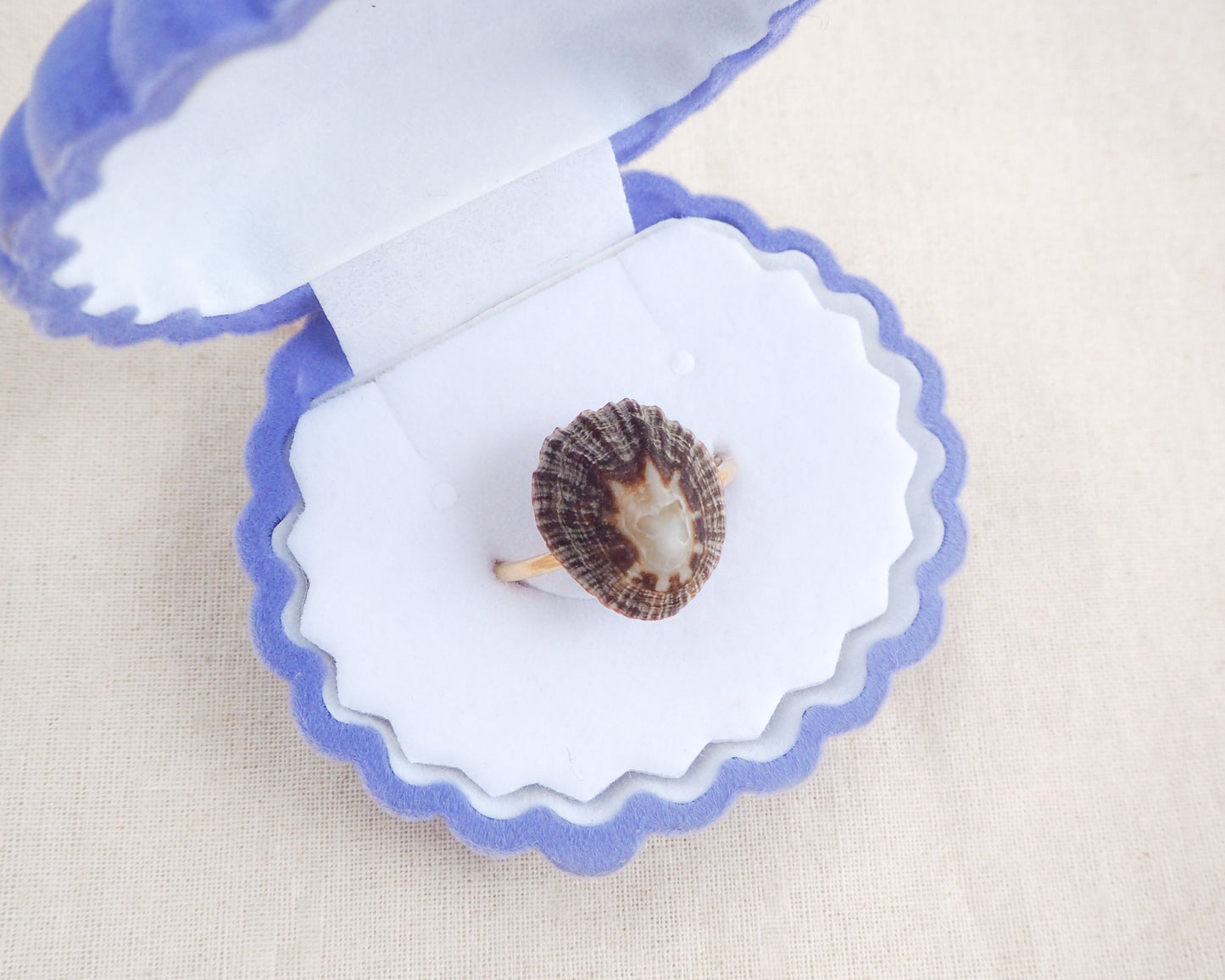 Seashell with a small shell inside on a white and blue scalloped tray. Dark Striped Limpet Shell Gold Ring II in blue seashell jewelry box