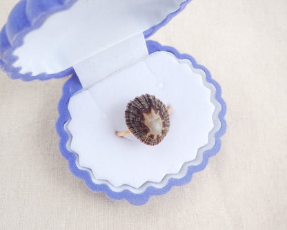 Seashell with a small shell inside on a white and blue scalloped tray. Dark Striped Limpet Shell Gold Ring II in blue seashell jewelry box