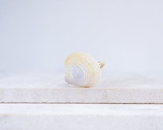 Shell on a white surface with a light gray background. Light Venus Shell Gold Ring from Portugal on stone displayed