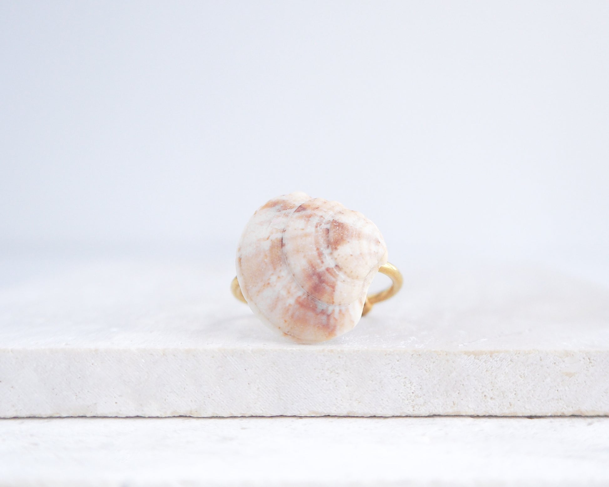 Shell on a white wooden surface. Soft Coral Venus Shell Gold Ring III on stone displayed, Venus Shell ring from Portugal