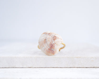 Shell on a white wooden surface. Soft Coral Venus Shell Gold Ring III on stone displayed, Venus Shell ring from Portugal