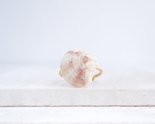 Shell on a white wooden surface. Soft Coral Venus Shell Gold Ring III on stone displayed, Venus Shell ring from Portugal