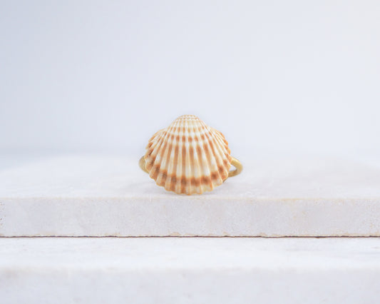 Seashell on a white wooden surface with a light gray background. Handcrafted Mediterranean cockle shell ring from Portugal on stone displayed, beach surf girl jewelry, gold ring with Portuguese cockle shell, ocean inspired beach jewelry 