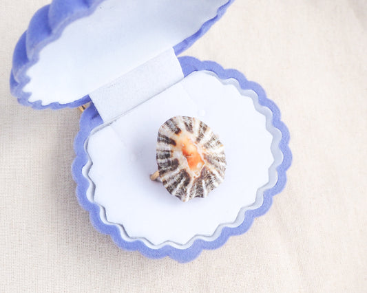 Front view of Zebra Limpet Shell Gold Ring from Portugal in shell jewelry box, Handpicked Zebra Limpet Shell from Portugal, Gold Stainless Steel ring with Black White Limpet Shell
