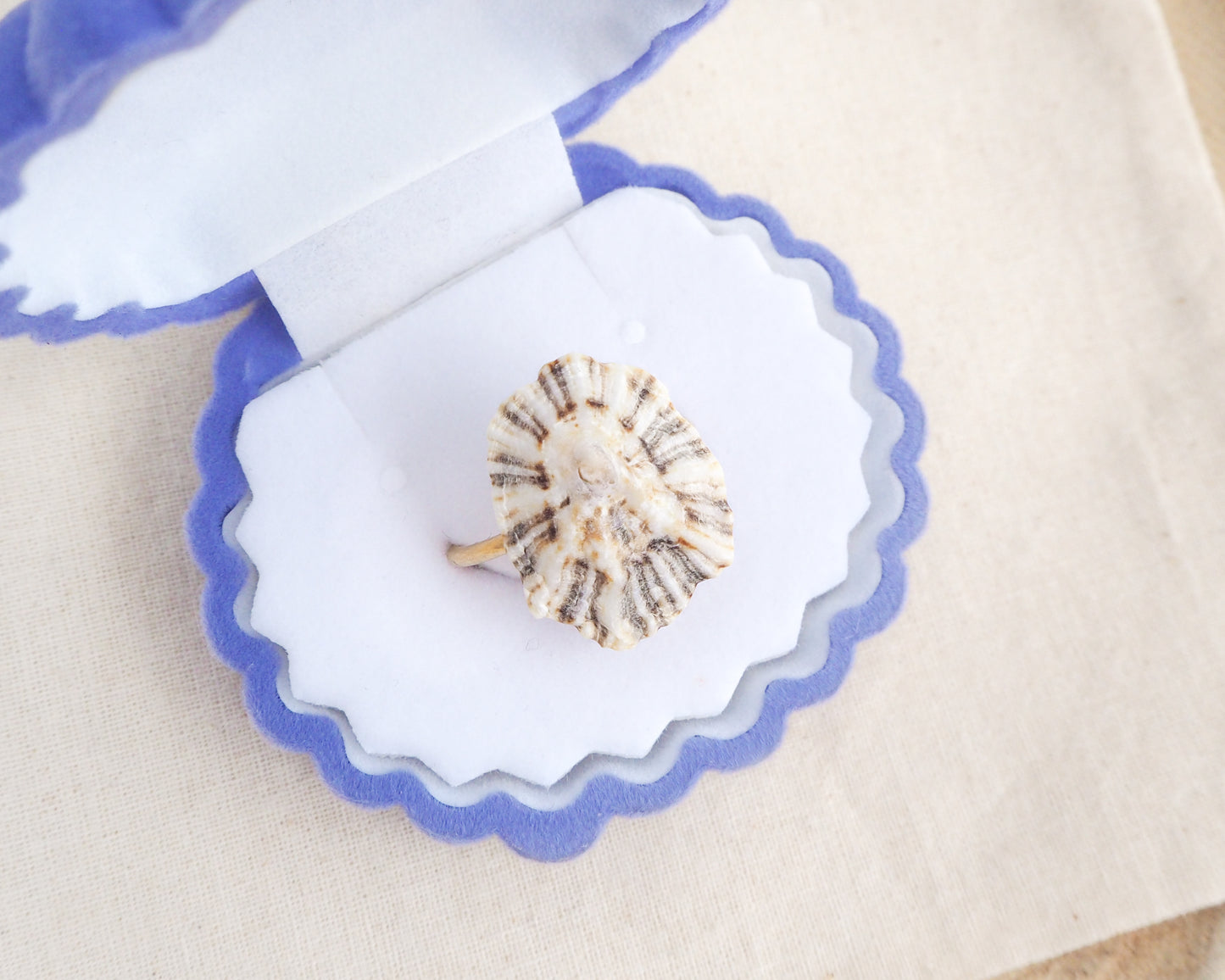 Light Limpet Shell Gold Ring from Portugal in blue velvet shell jewelry, Handpicked Rough Limpet Shell from Portugal, Gold Stainless Steel ring with Limpet Shell