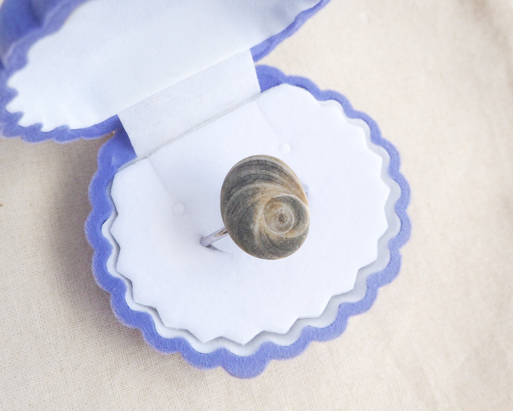 Small snail inside a decorative shell on a beige background. Dark Grey Eye of Saint Lucia Shell Silver Ring III in seashell jewelry box displayed, shiva eye from Portugal