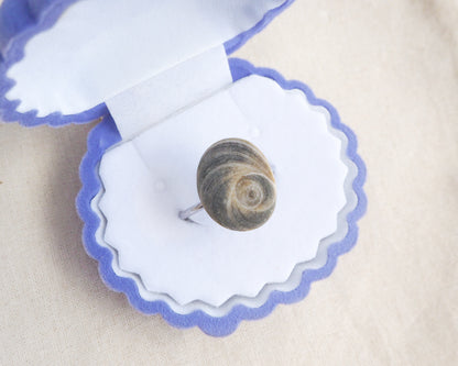 Small snail inside a decorative shell on a beige background. Dark Grey Eye of Saint Lucia Shell Silver Ring III in seashell jewelry box displayed, shiva eye from Portugal