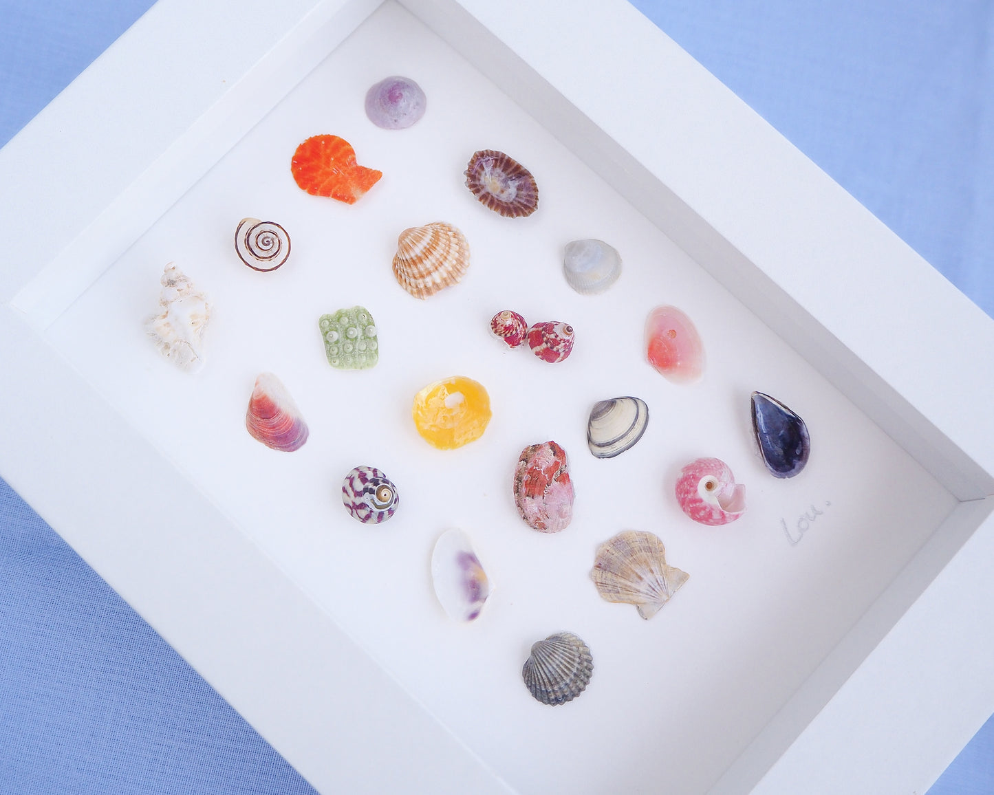 Assorted colorful seashells in a white box on a blue background. Side view of Seashell Artwork Mini Mix featuring 20 tiny beach treasures and shells handpicked from Portugal set in a white glass frame box. Coastal Beach Art for bookshelf and nightstand. seabylou, SEA by LOU
