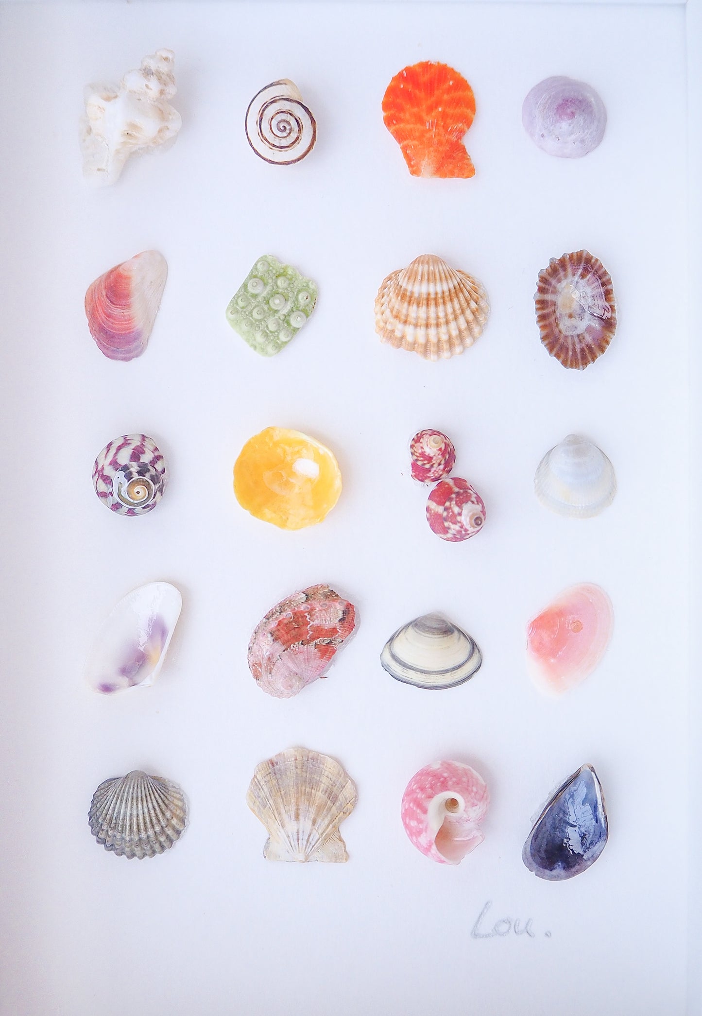 Collection of various colorful seashells on a white background. Seashell Artwork Mini Mix featuring 20 tiny beach treasures and shells handpicked from Portugal set in a white glass frame box. Coastal Beach Art for bookshelf and nightstand. seabylou, SEA by LOU
