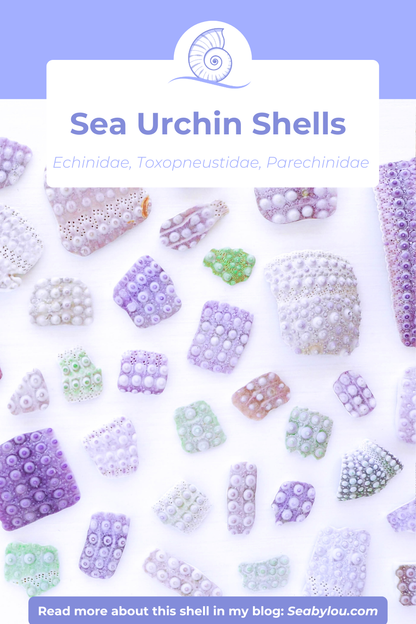 SEASHELL RING ~ Kaki Green Sea Urchin Piece Gold Bezel