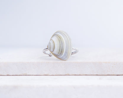 Silver Atlantic Surf Clam Shell Ring on stone displayed, Shell ring from Portugal