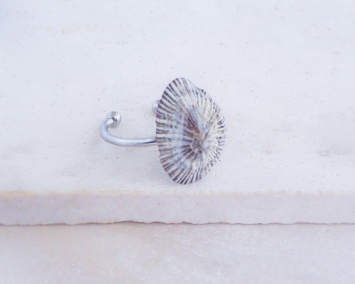 Striped Limpet Shell Silver Ring with Limpet Shell from Portugal on display side view