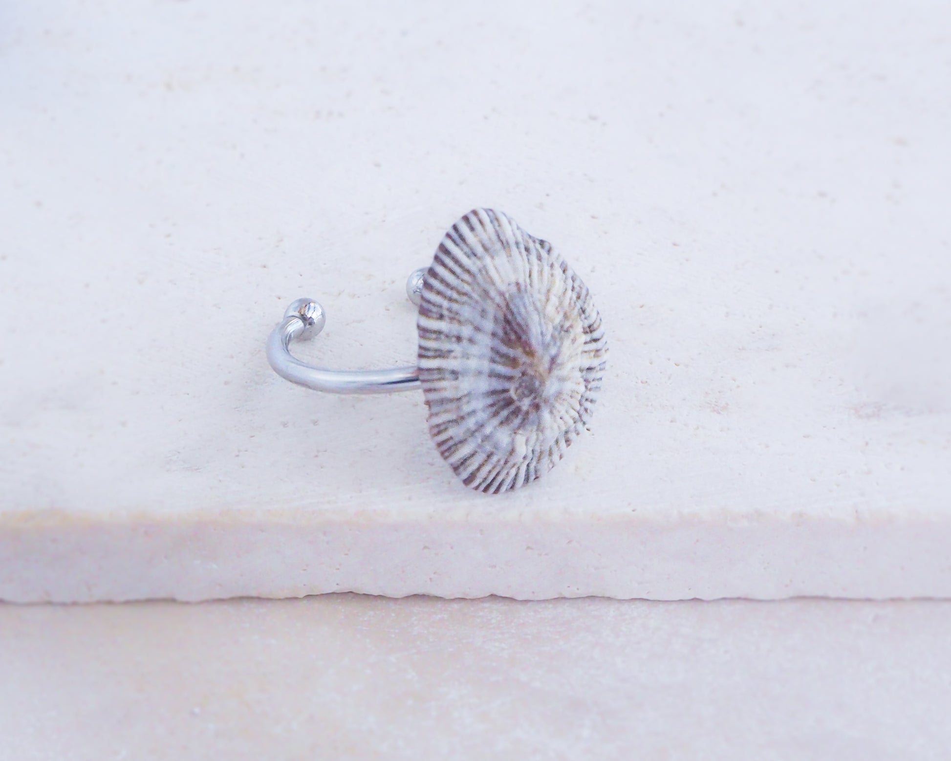 Striped Limpet Shell Silver Ring with Limpet Shell from Portugal on display side view