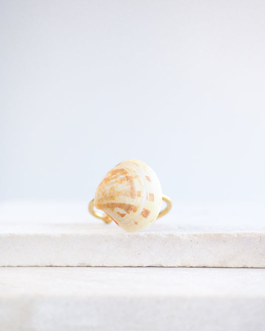 Smooth Venus Shell Gold Ring on stone displayed, 18k gold stainless steel adjustable ring, handpicked Smooth Clam shell from Portugal 