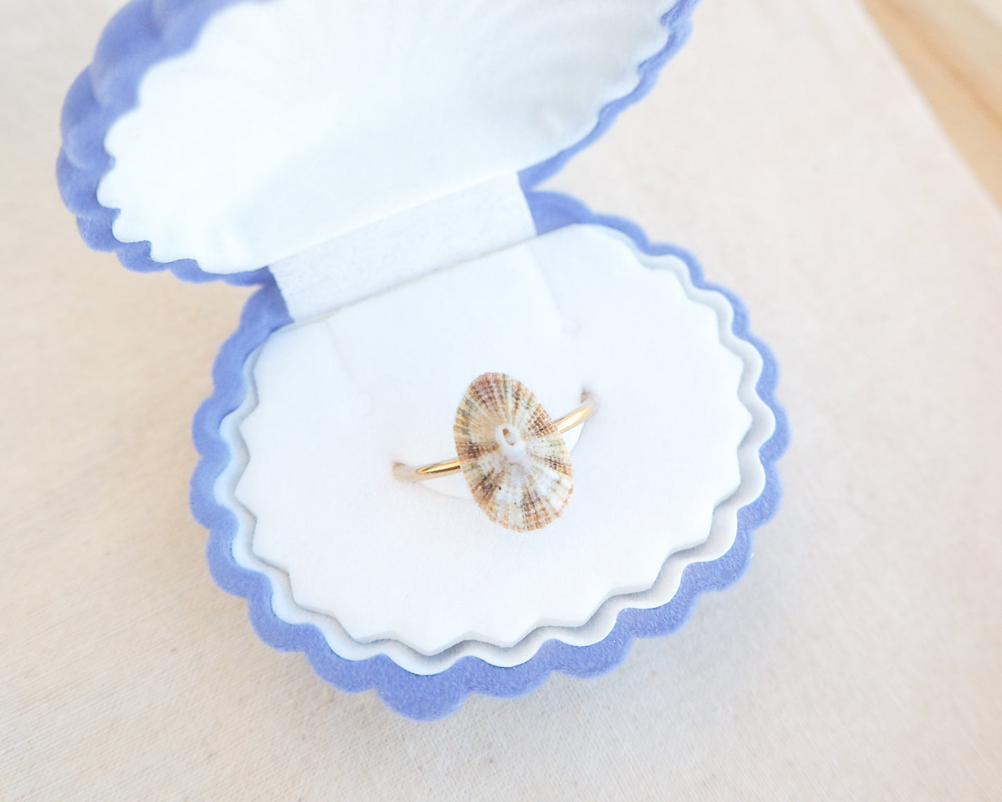 Striped Common Keyhole Limpet Shell Ring in jewelry box, Light Limpet Shell from Portugal set in a 18k gold stainless steel adjustable ring 