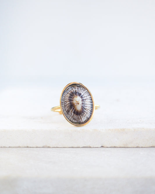 Striped Limpet Shell Gold Ring displayed on stone, Limpet Shell Bezel Ring, 18k gold stainless steel, handpicked limpet from the beach of Portugal, Striped False Limpet Shell
