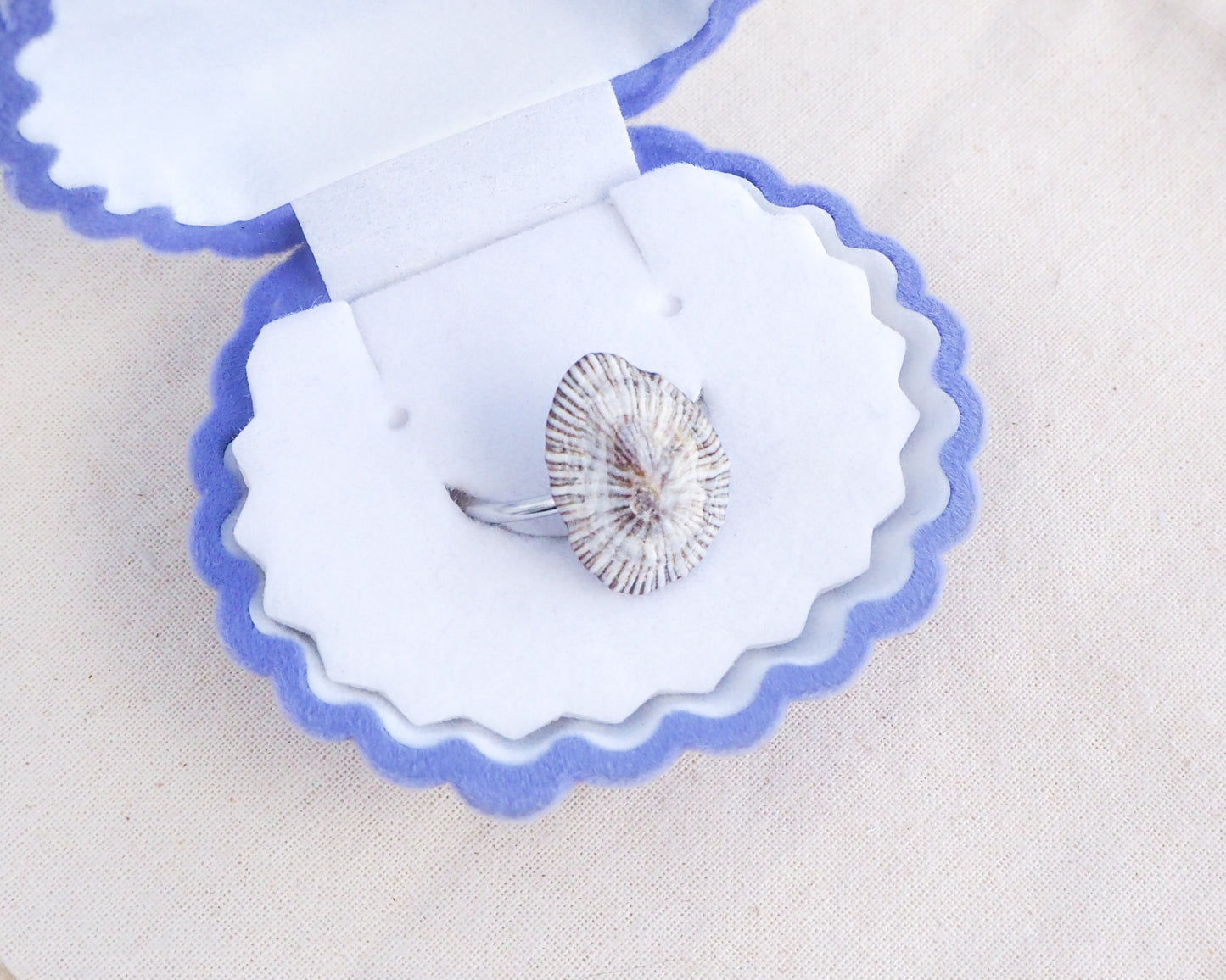 Striped Limpet Shell Silver Ring with Limpet Shell from Portugal on display