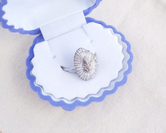 Striped Limpet Shell Silver Ring with Limpet Shell from Portugal on display