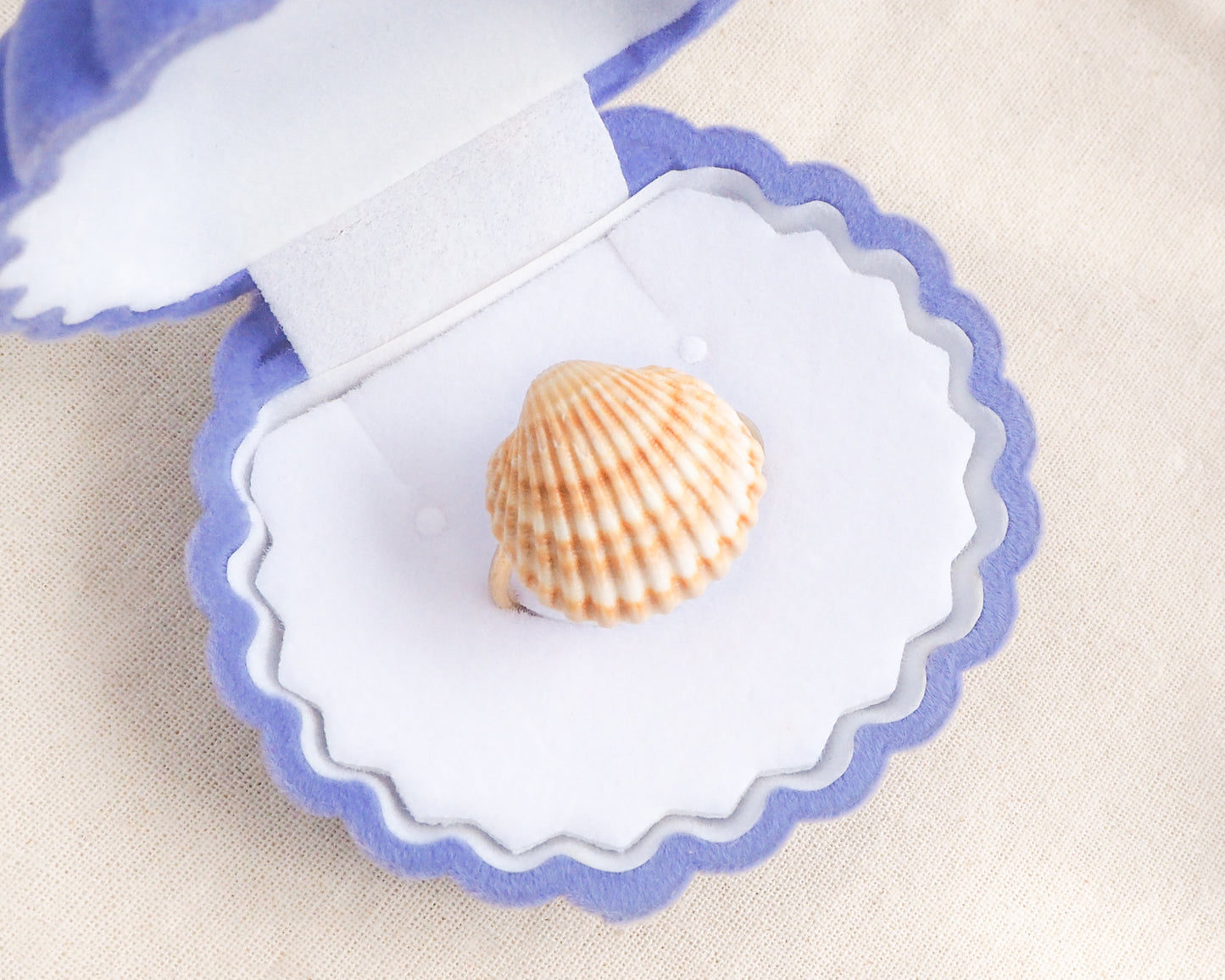 Sunny Portuguese Mediterranean Cockle Shell Gold Ring V in blue seashell jewelry box