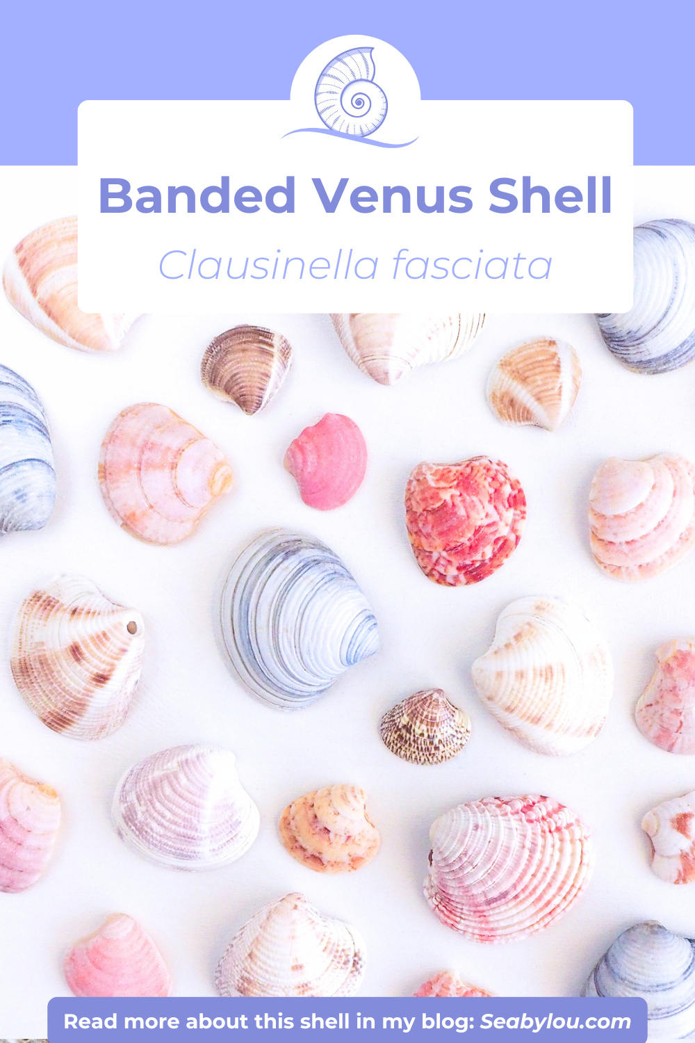 SEASHELL RING ~ Pink White Venus Shell Gold