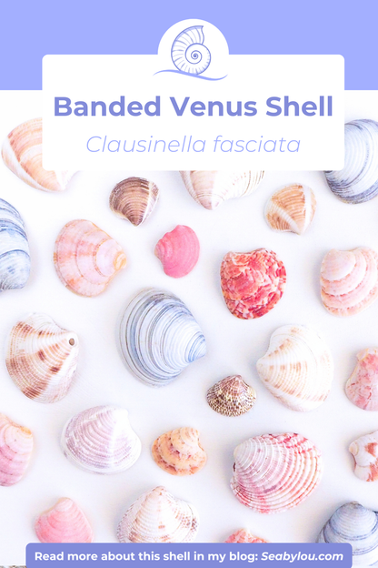 SEASHELL RING ~ Pink White Venus Shell Gold