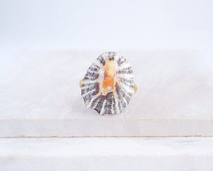 Close up front view of Zebra Limpet Shell Gold Ring from Portugal on stone display, Handpicked Zebra Limpet Shell from Portugal, Gold Stainless Steel ring with Black White Limpet Shell with Orange center